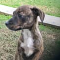 Photo of Jade  ** An Adorable Pup **