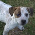 Photo of Pearl ** A Divine Pup **