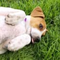 Photo of Abby