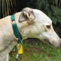 Photo of Star