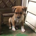 Photo of Opal ** A Divine Pup **