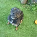 Photo of Angus