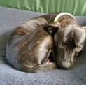 Photo of Harley ** A Total Lovebug **