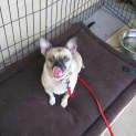 Photo of Pom Pom Penny