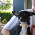 Photo of Ruby