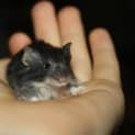 Photo of Mickey Mouse