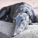 Photo of Molly