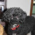 Photo of Molly