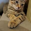 Photo of Kingsley ❤Meet Me This Sat @ Best Friends Preston❤