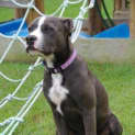 Photo of Stella