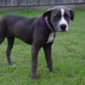 Photo of Stella