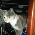 Photo of Pudding