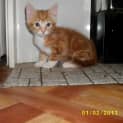 Photo of Indy