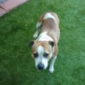 Photo of Indie