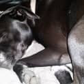 Photo of Ruby