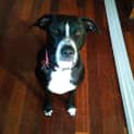 Photo of Ruby
