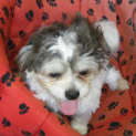 Photo of Lucille