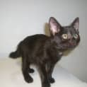 Photo of Felix