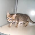 Photo of Toffee