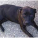 Photo of Penny ***On Hold***