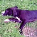 Photo of Elsa (Adoption Pending)