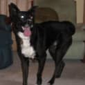 Photo of Urgent Foster Care Young Border Collie X