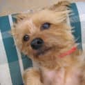 Photo of Molly (On Trial)