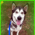 Photo of Khaos   (Currently Trialling A New Home)