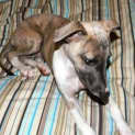 Photo of Nimble