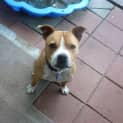 Photo of Boss