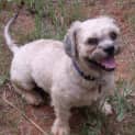 Photo of Trinki(d1796)*Adopted*