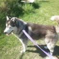 Photo of Tank And Sweety (To Be Rehomed Together)