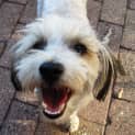 Photo of Bailey