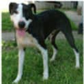 Photo of Maggie ***On Hold***