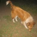 Photo of Heidi Adoption Pending