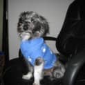 Photo of Barney