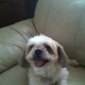 Photo of Rascal