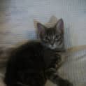 Photo of Storm