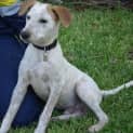 Photo of Jester(d1834)*Adopted*
