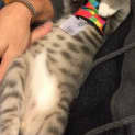 Photo of Harley