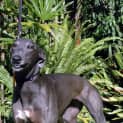 Photo of Gidget   Reserved For My New Home