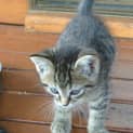 Photo of Rebel
