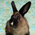 Photo of Barby Desexed And Vaccinated