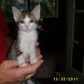 Photo of Jasmine