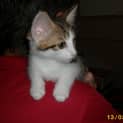 Photo of Jasmine