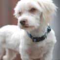 Photo of Teddy