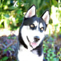Photo of Sheba