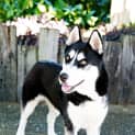 Photo of Sheba