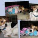 Photo of Peanut (On Trial)