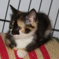 Photo of Ruby *On Trial*